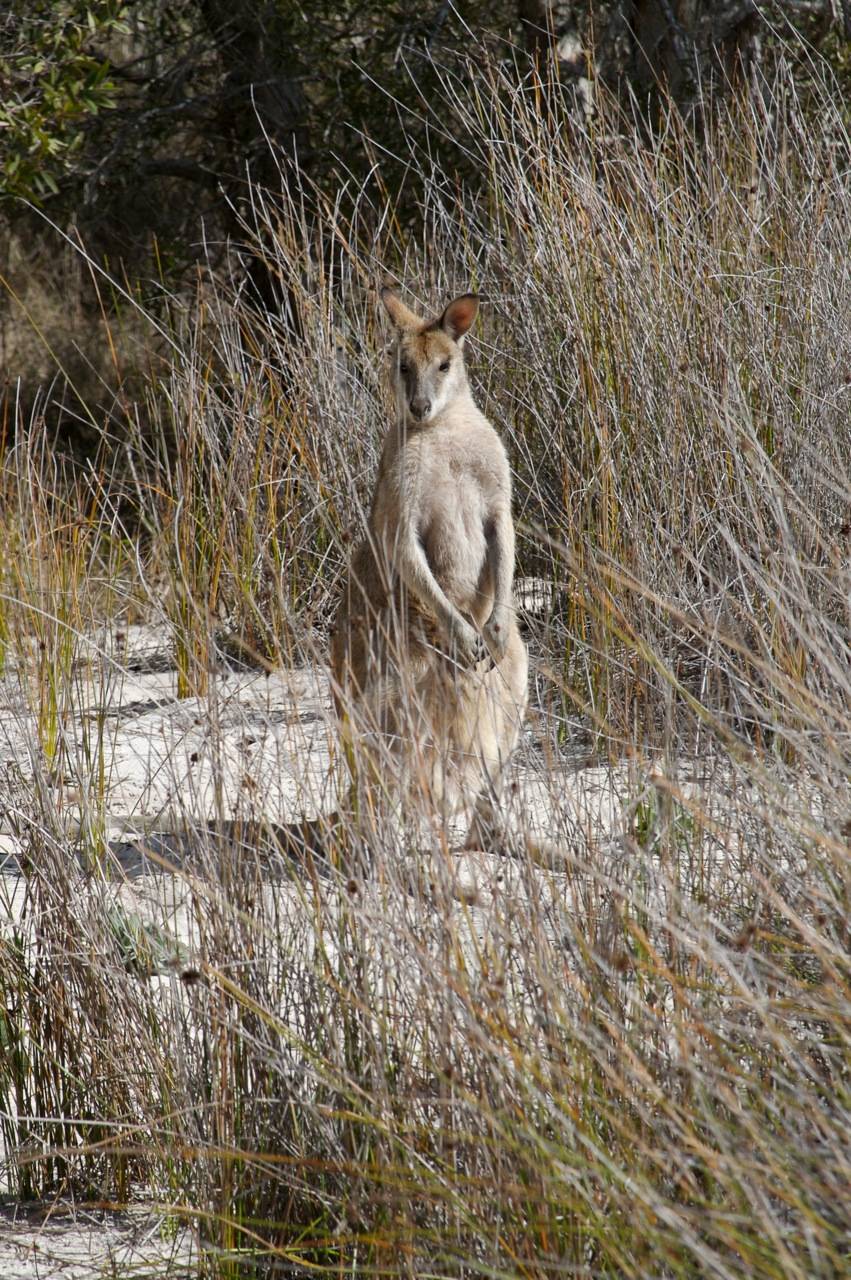 El walabí es un mamífero marsupial.