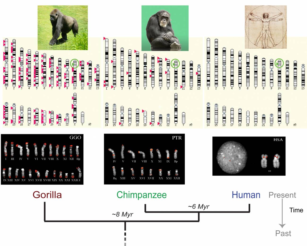 Las diferencias entre los genomas de los humanos y chimpancés son más grandes de lo que se pensaba