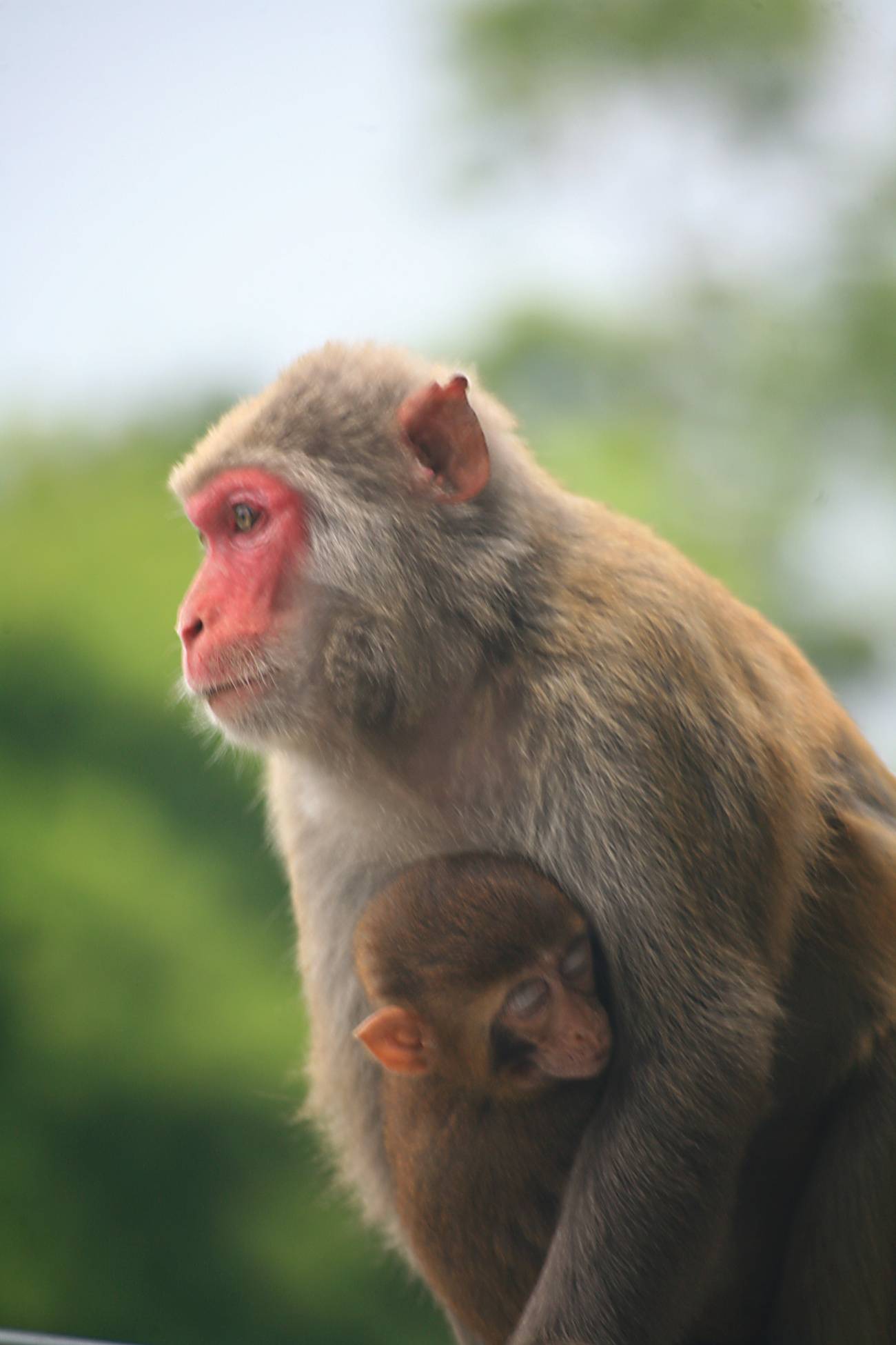 Las mamás macaco también interactúan con sus bebés 