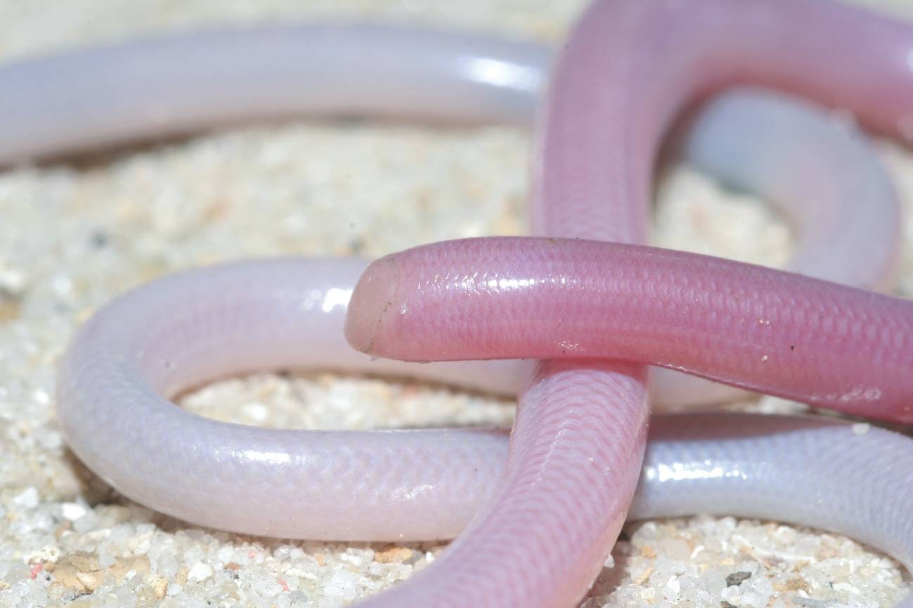 Las serpientes ciegas ya vivían en Madagascar hace 100 millones de años