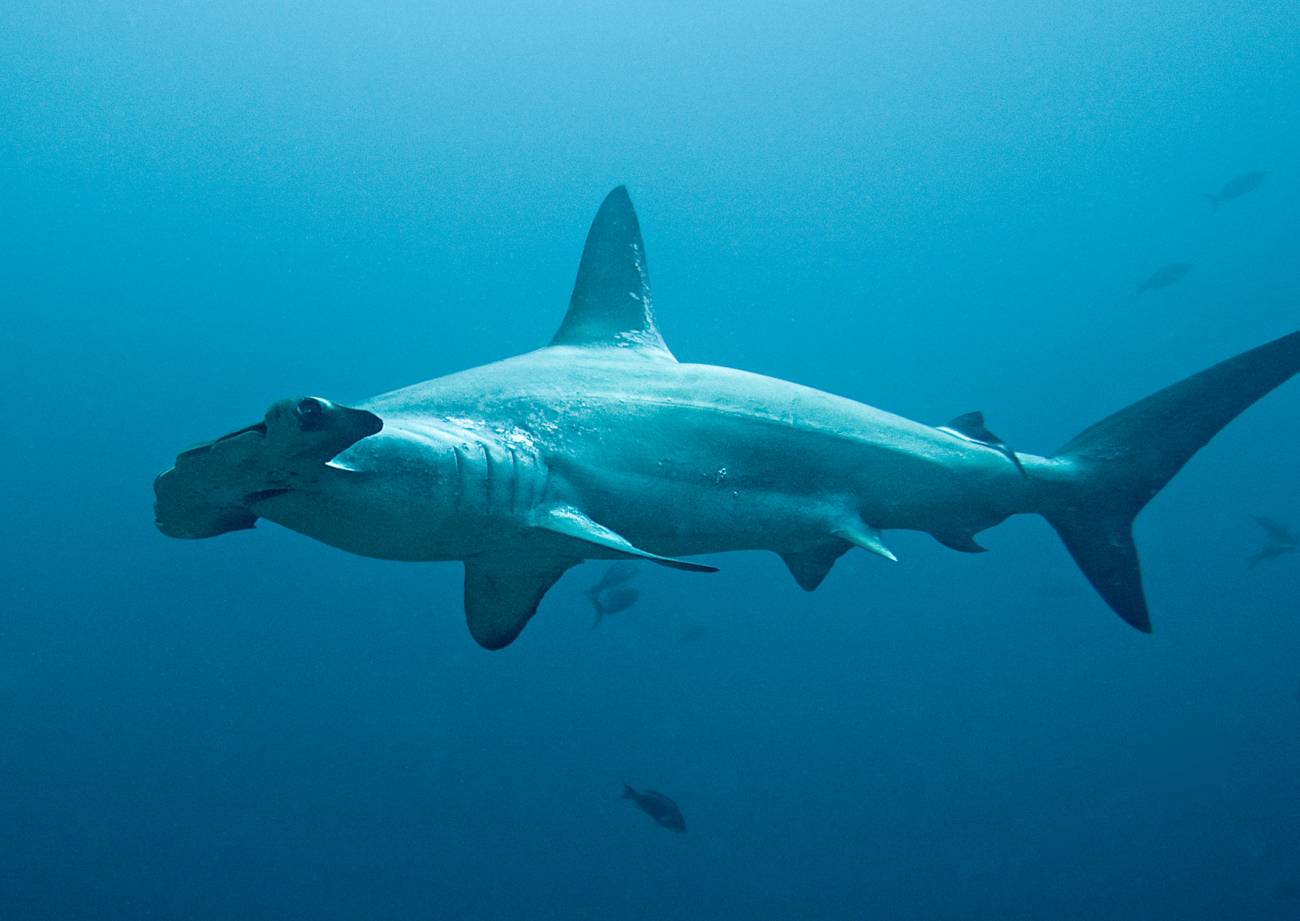 Localizan por primera vez el origen geográfico de las aletas de tiburón que se comercializan