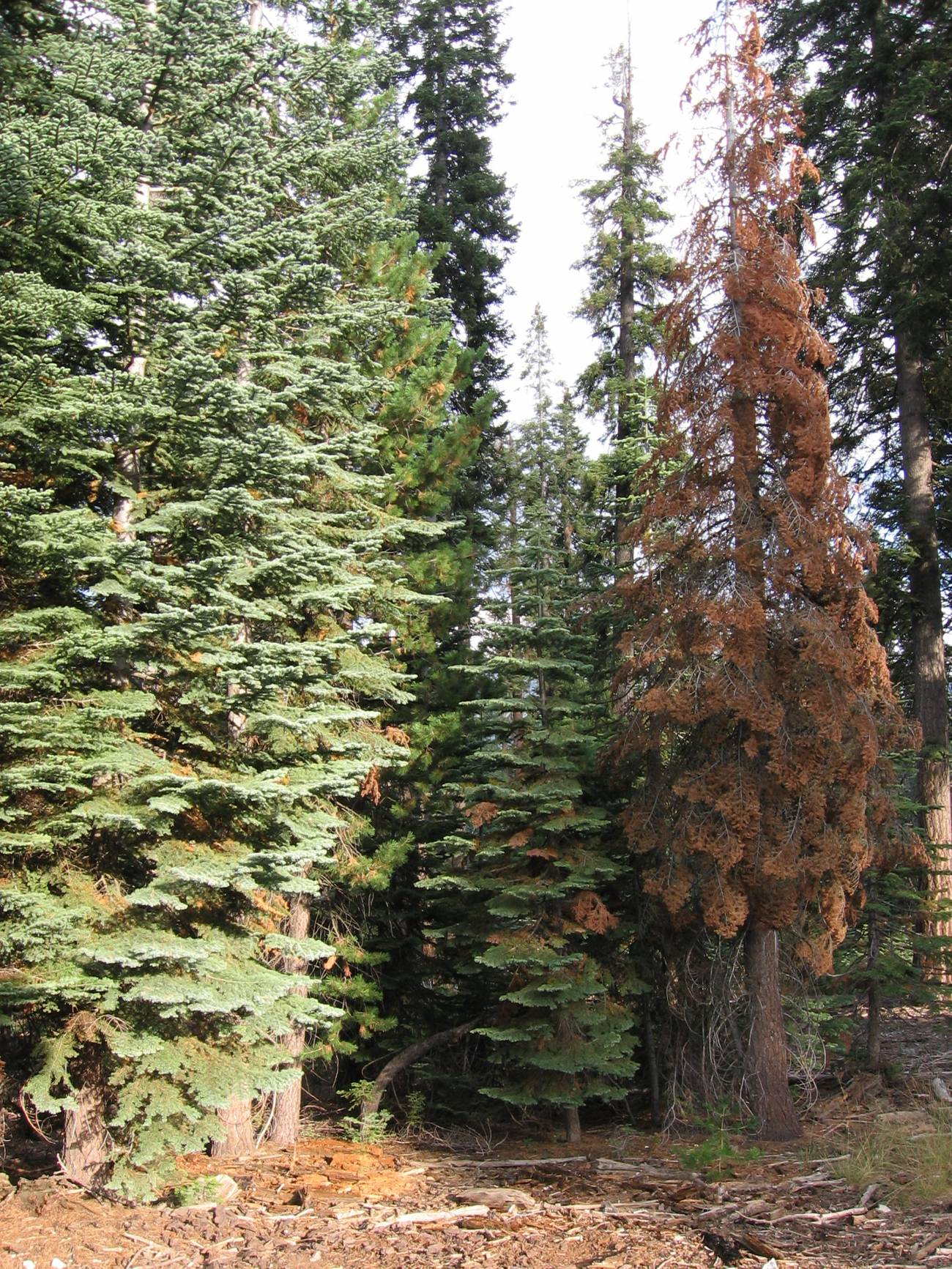 Los árboles del oeste de EE UU se mueren el doble de rápido