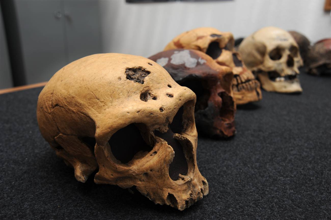 Varios cráneos de neandertales y, al fondo, un cráneo de Homo sapiens. 