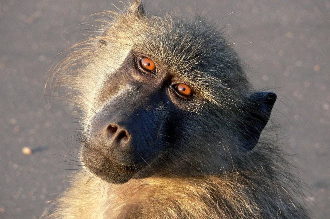 Muestran que los babuinos y las palomas tienen altos niveles de cognición