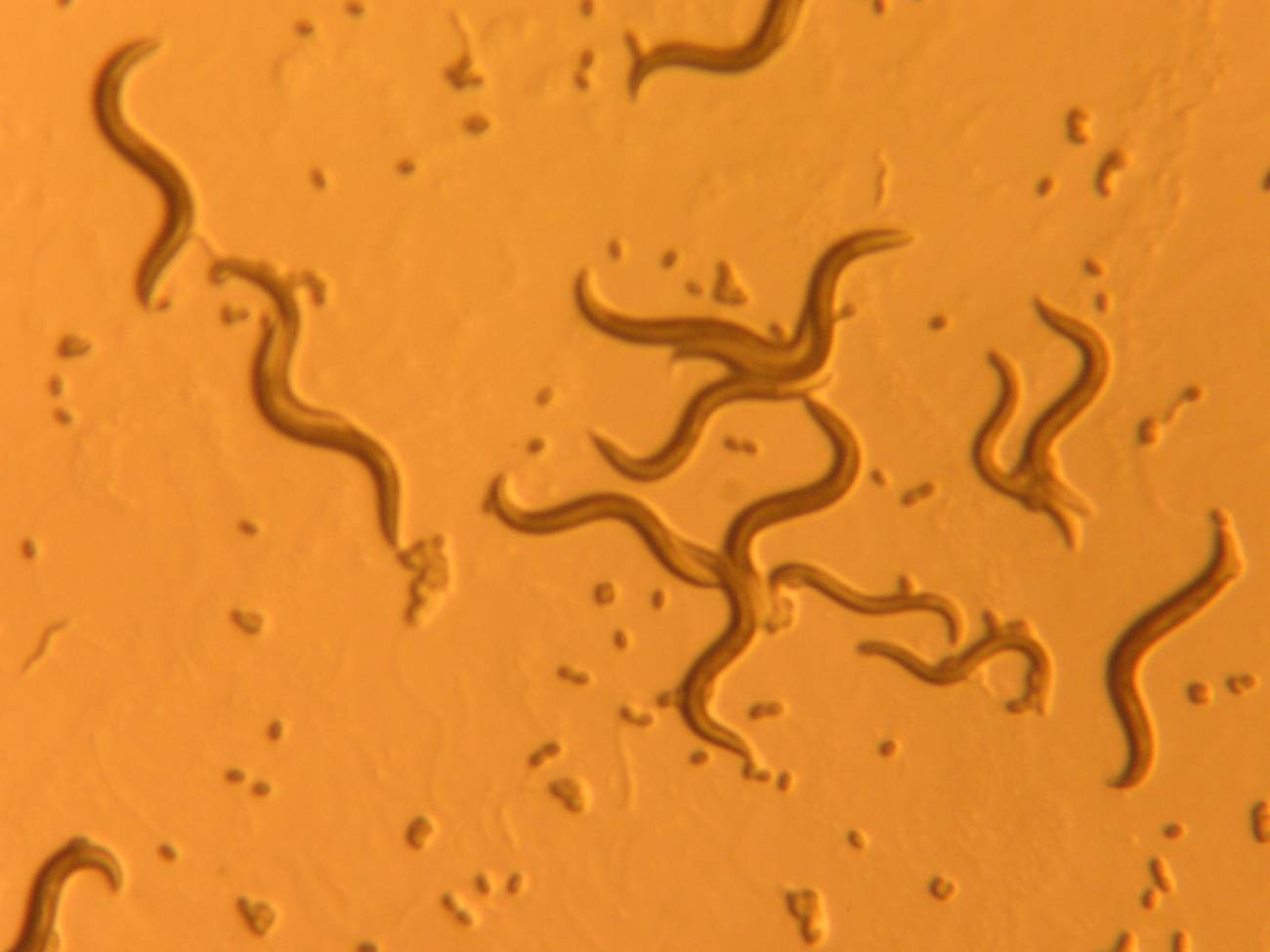 El nematodo C. elegans puede usarse ahora como modelo para entender el funcionamiento de la memoria.