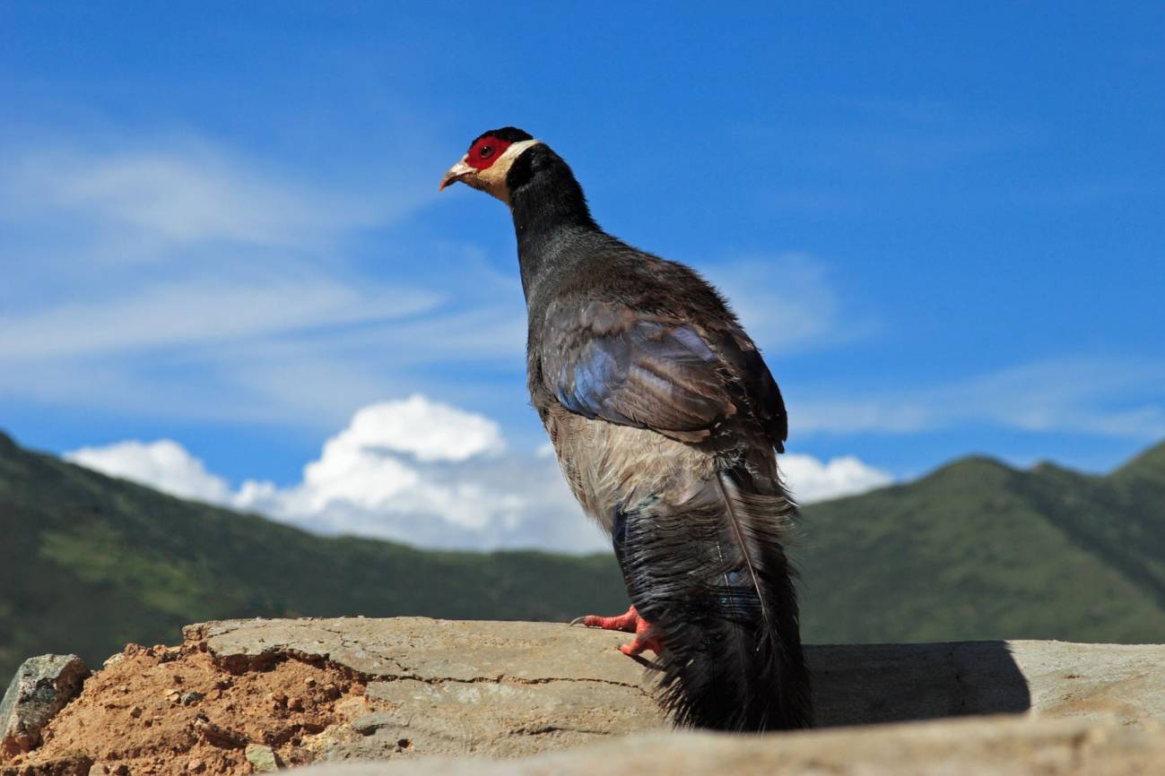 faisán orejudo tibetano (Crossoptilon crossoptilon harmani). Un tercio de las aves de caza está en peligro de extinción.
