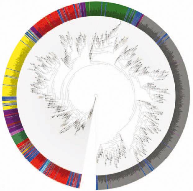 Árbol filogenético de secuencias de ADN del gen 16S.
