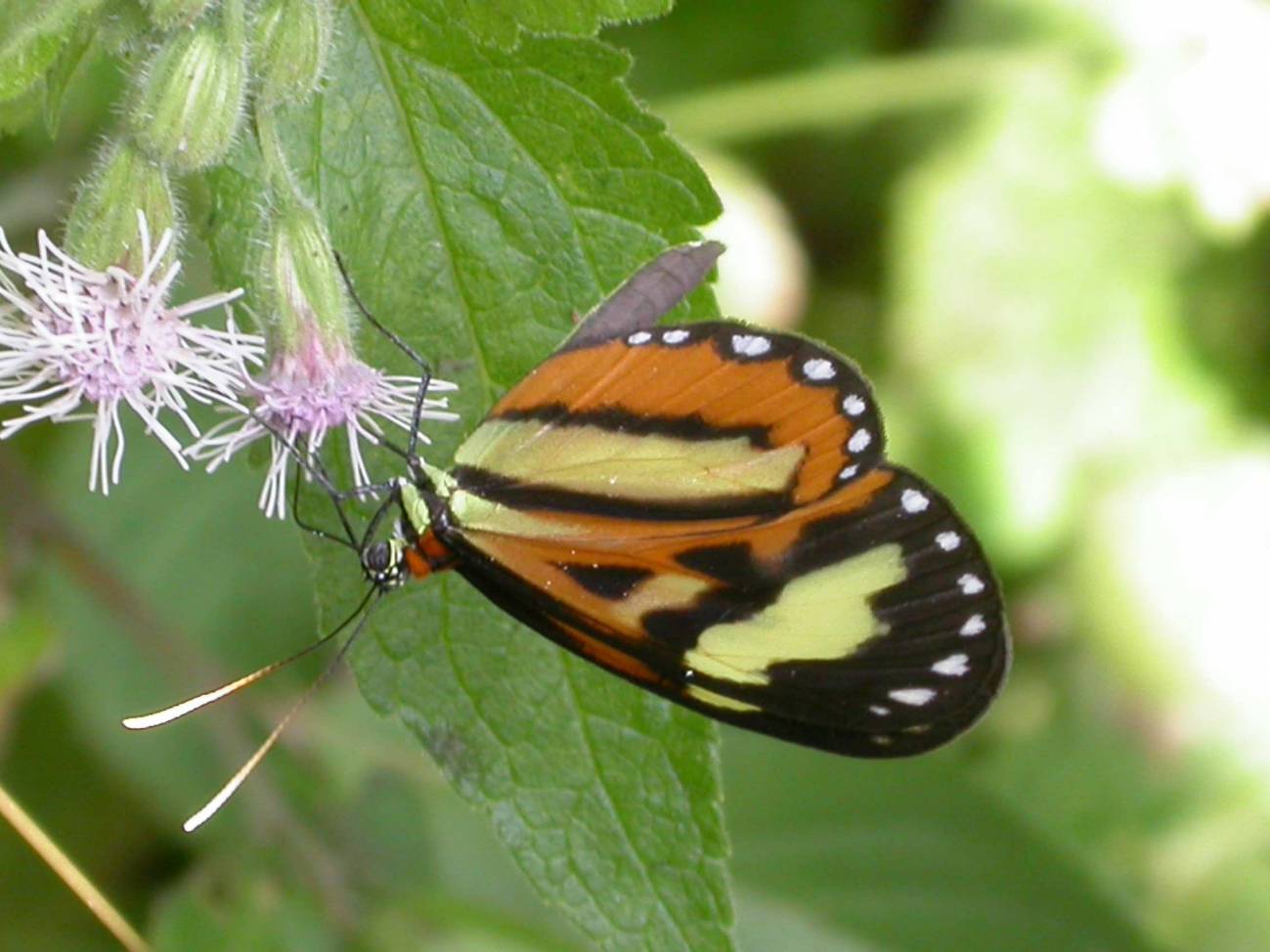 La mariposa Hypothyris euclea en una flor de la Serra do Japi, uno de los vestigios más importantes de bosque nativo en el Estado de Sao Paulo.