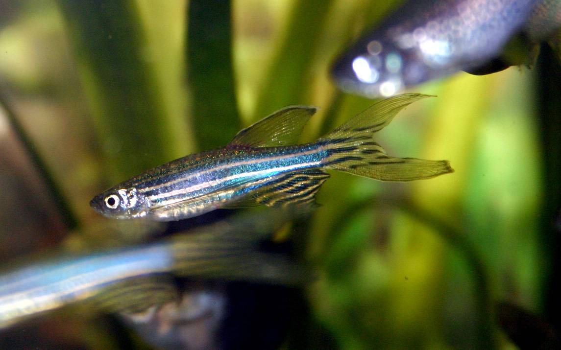 Un gen de repuesto sirve como materia prima para la evolución en los peces