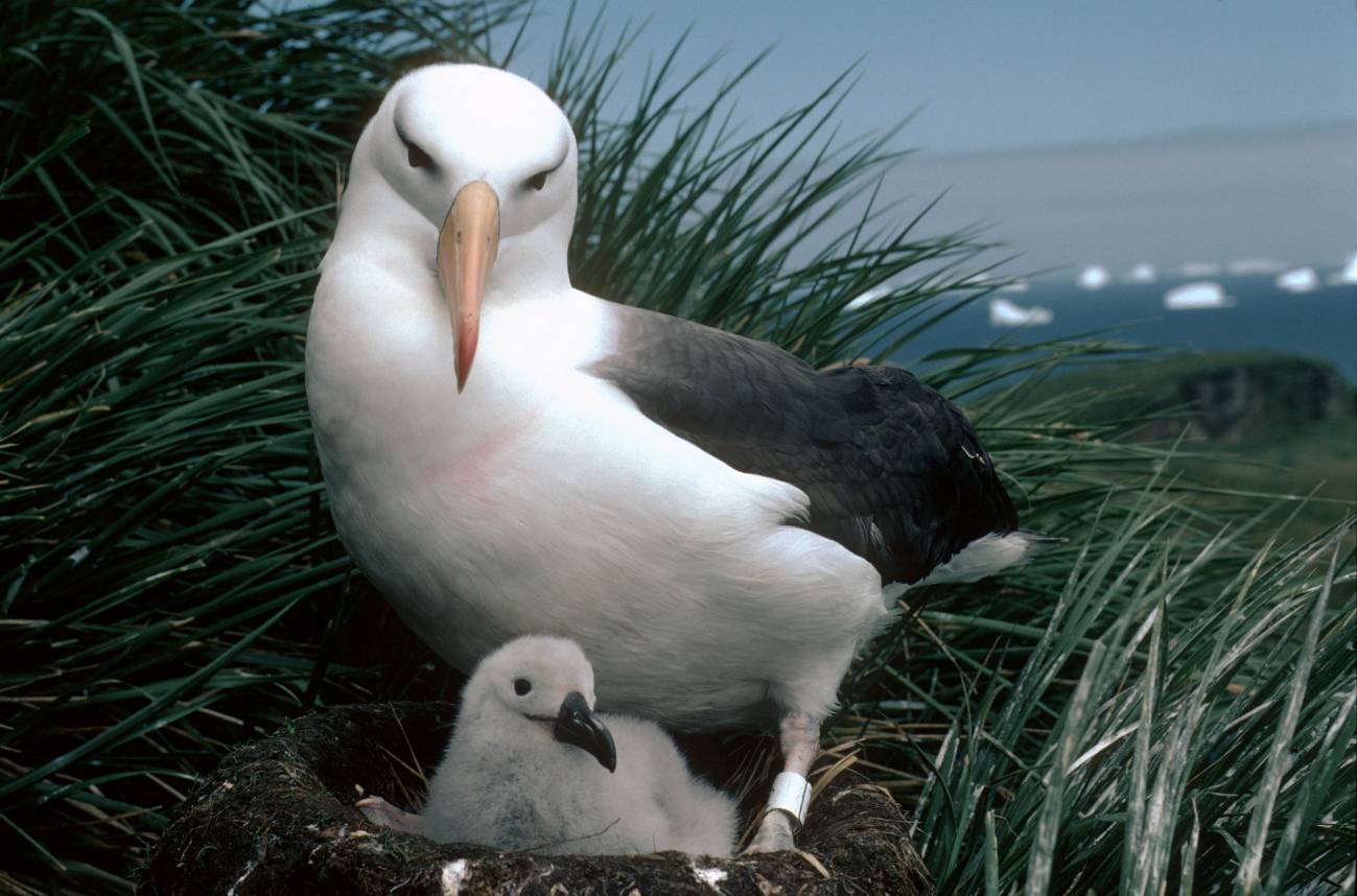 Una cámara acoplada a un grupo de albatros ofrece imágenes nunca vistas