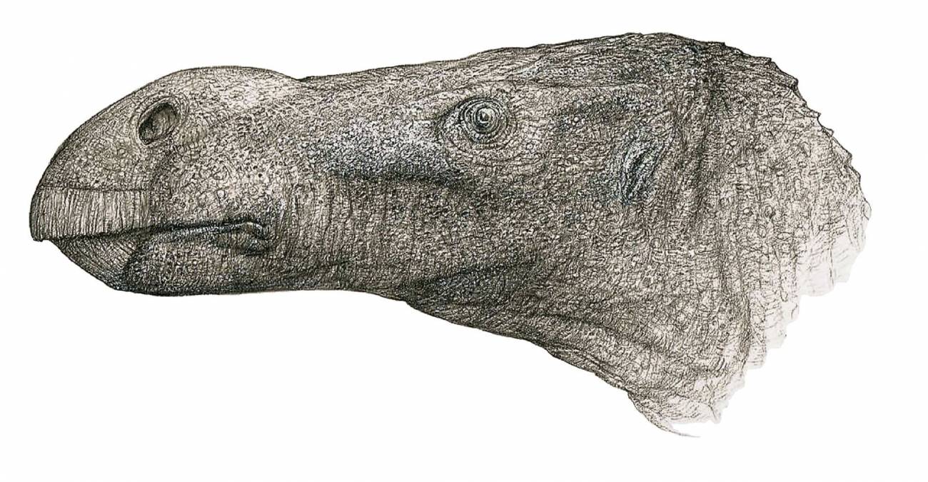 Descubierta una nueva especie de dinosaurio iguanodontiano en la Isla de  Wight
