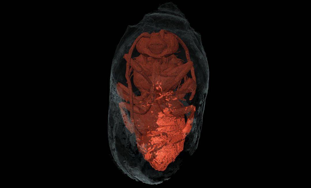 Tomografía microcomputerizada de rayos X de un macho de Eucera dentro de su nido. / US