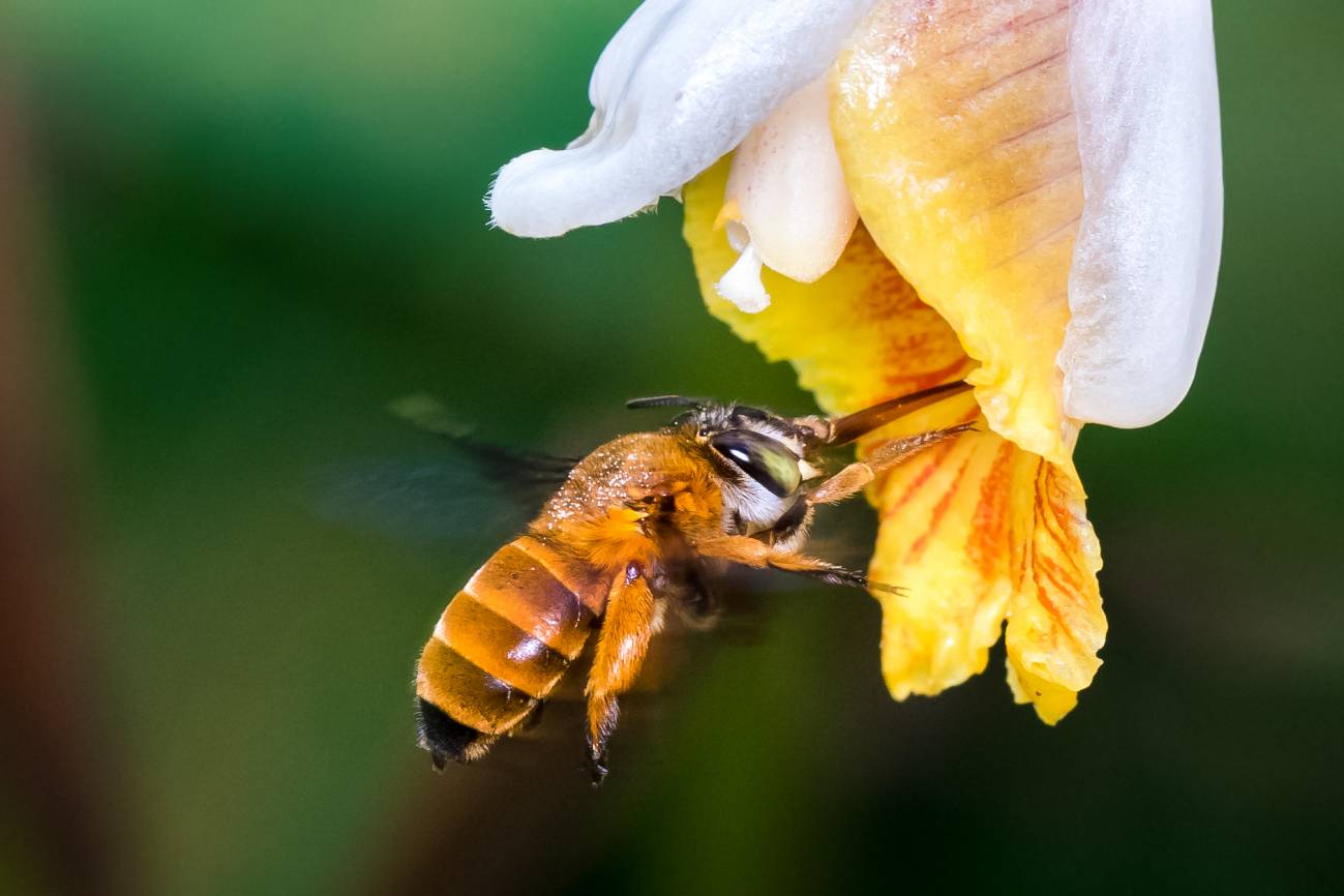 Esta foto muestra una abeja de la especie Amegilla insularis polinizando una flor