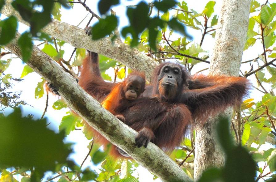 Las poblaciones de orangutanes en Indonesia no están aumentando