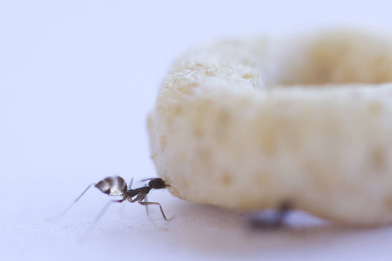 Plata ornamento Marinero Las hormigas 'scout' coordinan sus movimientos en el transporte de comida  pesada