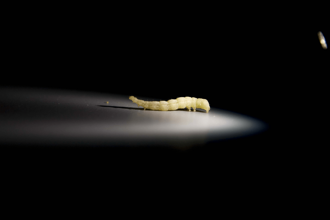 Larva de gusano