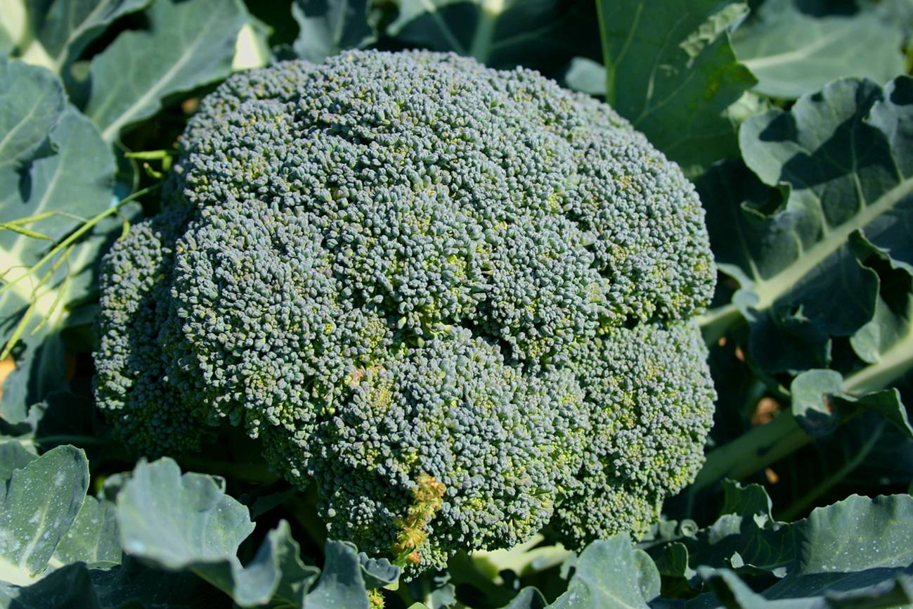 El brócoli, fuente de vitamina E