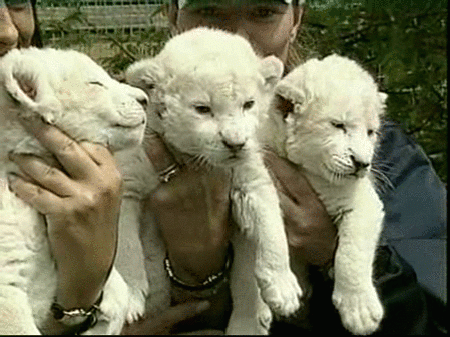 Un zoo alemán presenta seis leones albinos nacidos en cautividad