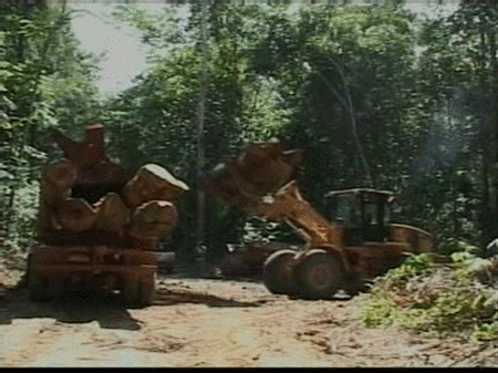 La deforestación continúa destruyendo la Amazonia