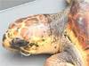 NEO: Tortugas marinas en peligro