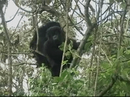 Ruanda bautiza a sus gorilas