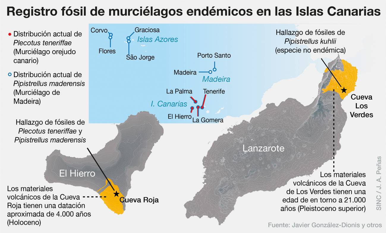 211228 murcielago canarias - Hallazgo de primeros fósiles de murciélagos endémicos de Canarias lo que permitirá conocer su origen y mejorar su conservación actual.