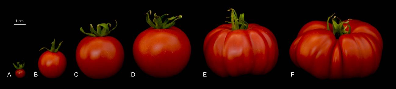 Evolución del tamaño del tomate.
