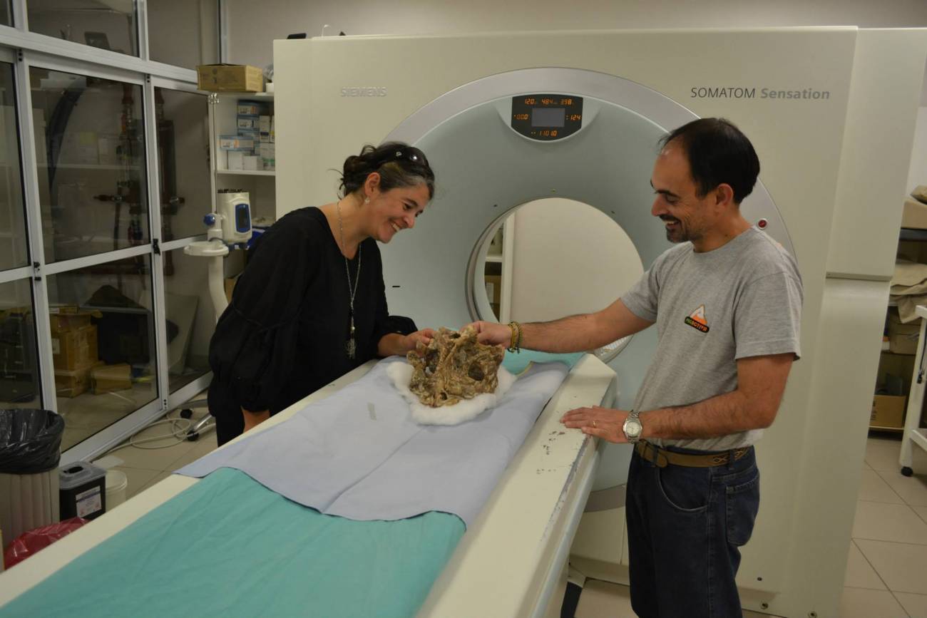 Las tomografías computadas por rayos X permiten extraer información sobre la forma del cerebro y las vías nerviosas de los dinosaurios sin tener que dañar el cráneo fósil. / Foto cedida por la autora