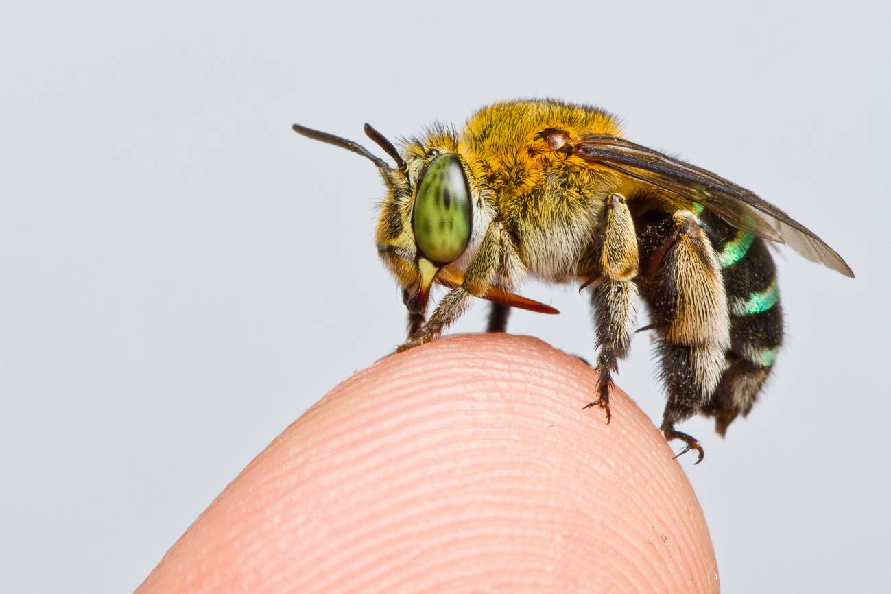 La especie de abeja 'Amegilla andrewsi', una de las 20.000 especies del mundo. / Zestin Soh