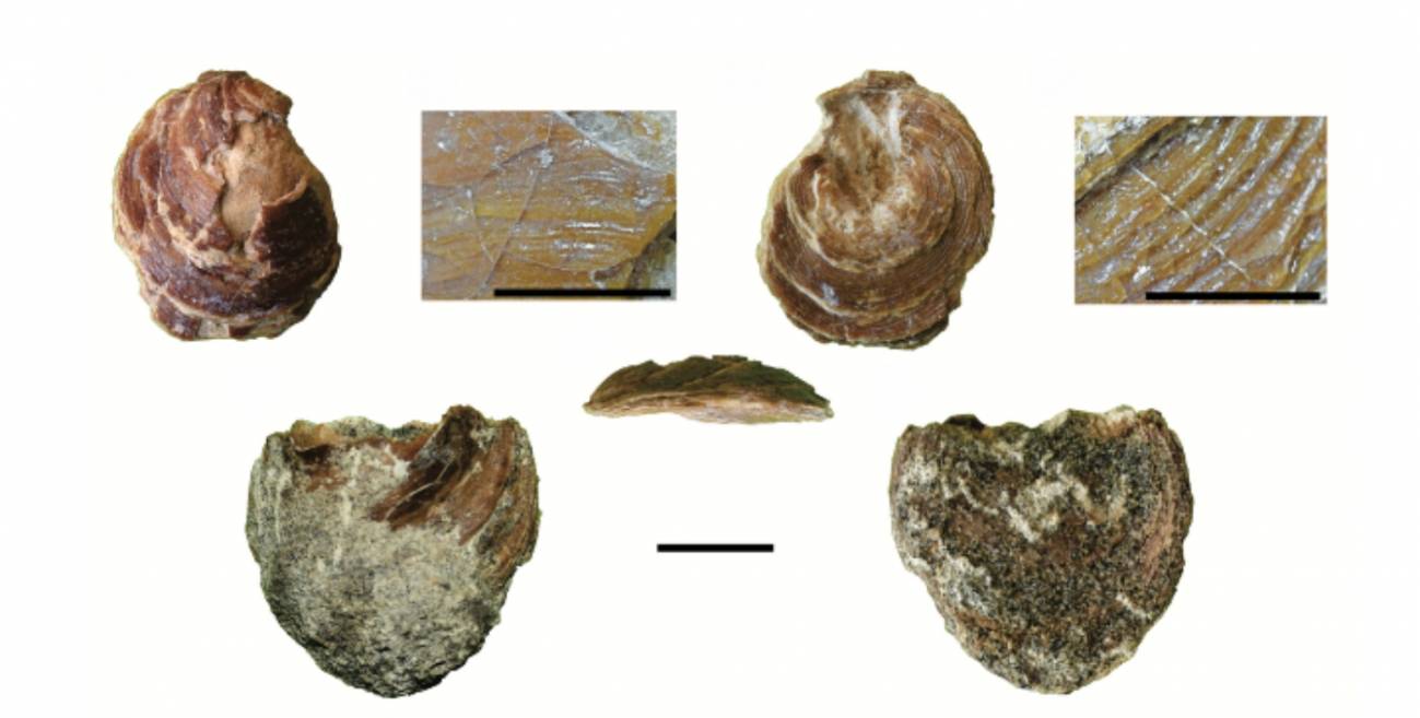 Pequeño y raro: fósil de Discinisca messii. Mide aproximadamente 2,5 cm. Era un animal filtrador, que se alimentaba de pequeños microorganismos que se encuentran en el agua. Crédito: Damián E. Pérez