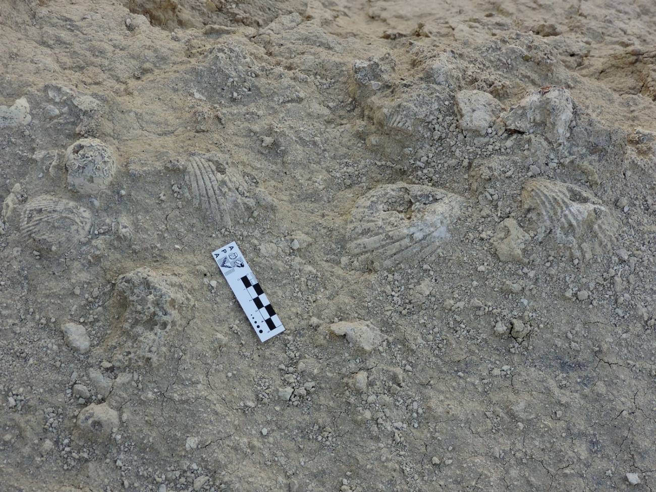 Hace 20 millones de años, la costa este de la provincia argentina de Chubut estaba bajo el agua. Los restos de muchos de los organismos que vivieron en aquel mar hoy se pueden encontrar a simple vista en los afloramientos de la Formación Gaiman.