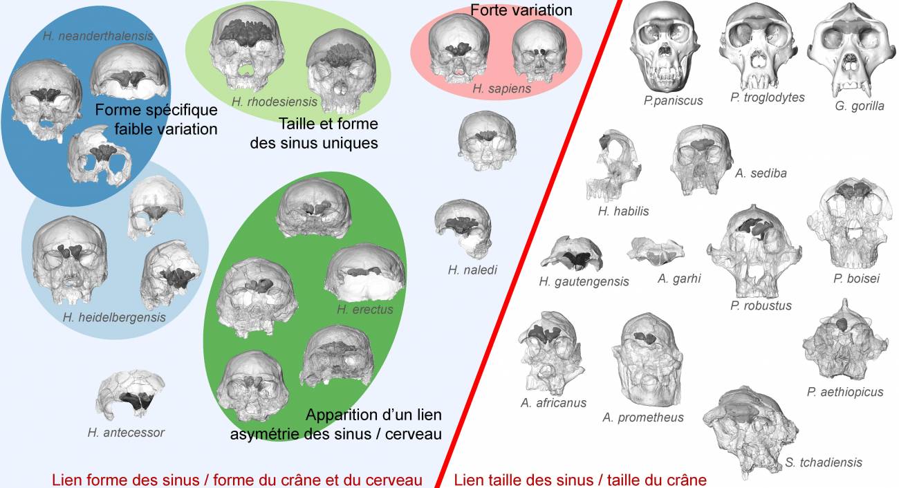Diagrama esquemático de la variación entre especies y cambios en la morfologia de los senos frontales en los homínidos. /Antoine Balzeau