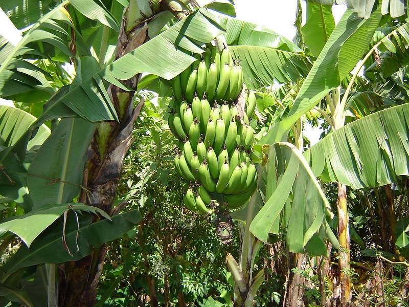 En algunas regiones, los bananos y los frijoles representan la única fuente de alimentos. / Pixabay