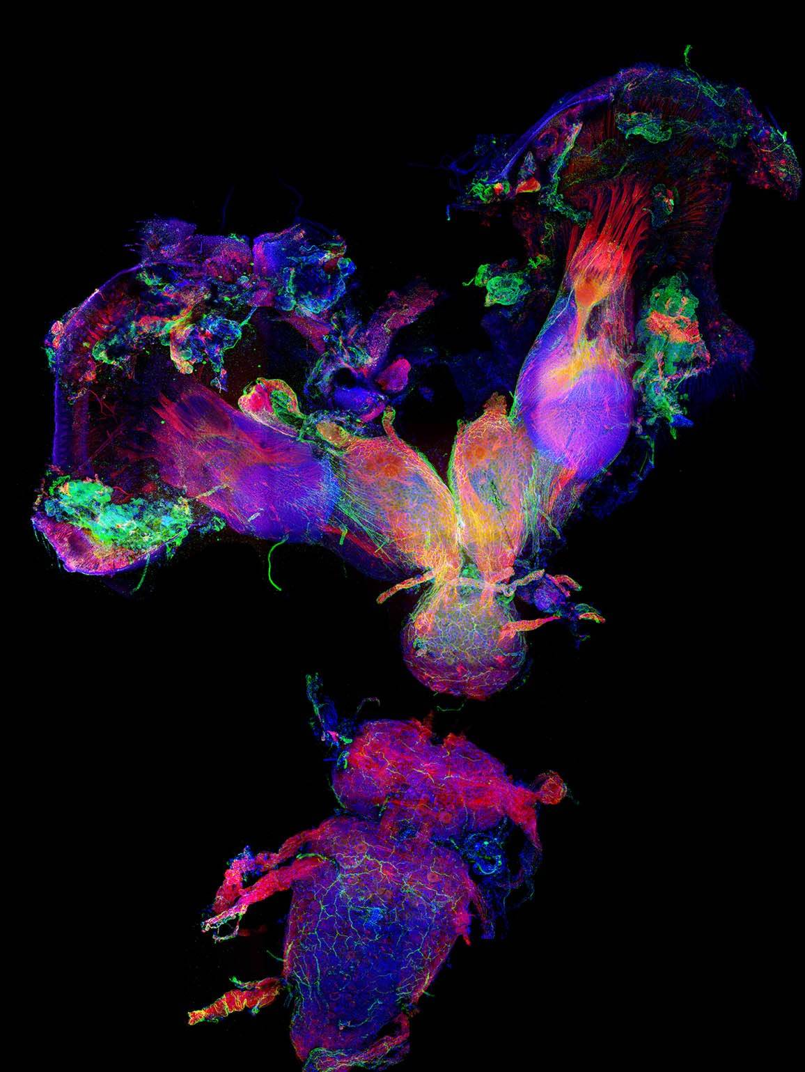 Sistema nervioso completo de una pupa tardía del escarabajo estercolero 'Onthophagus sagittarius'. / E. Zattara