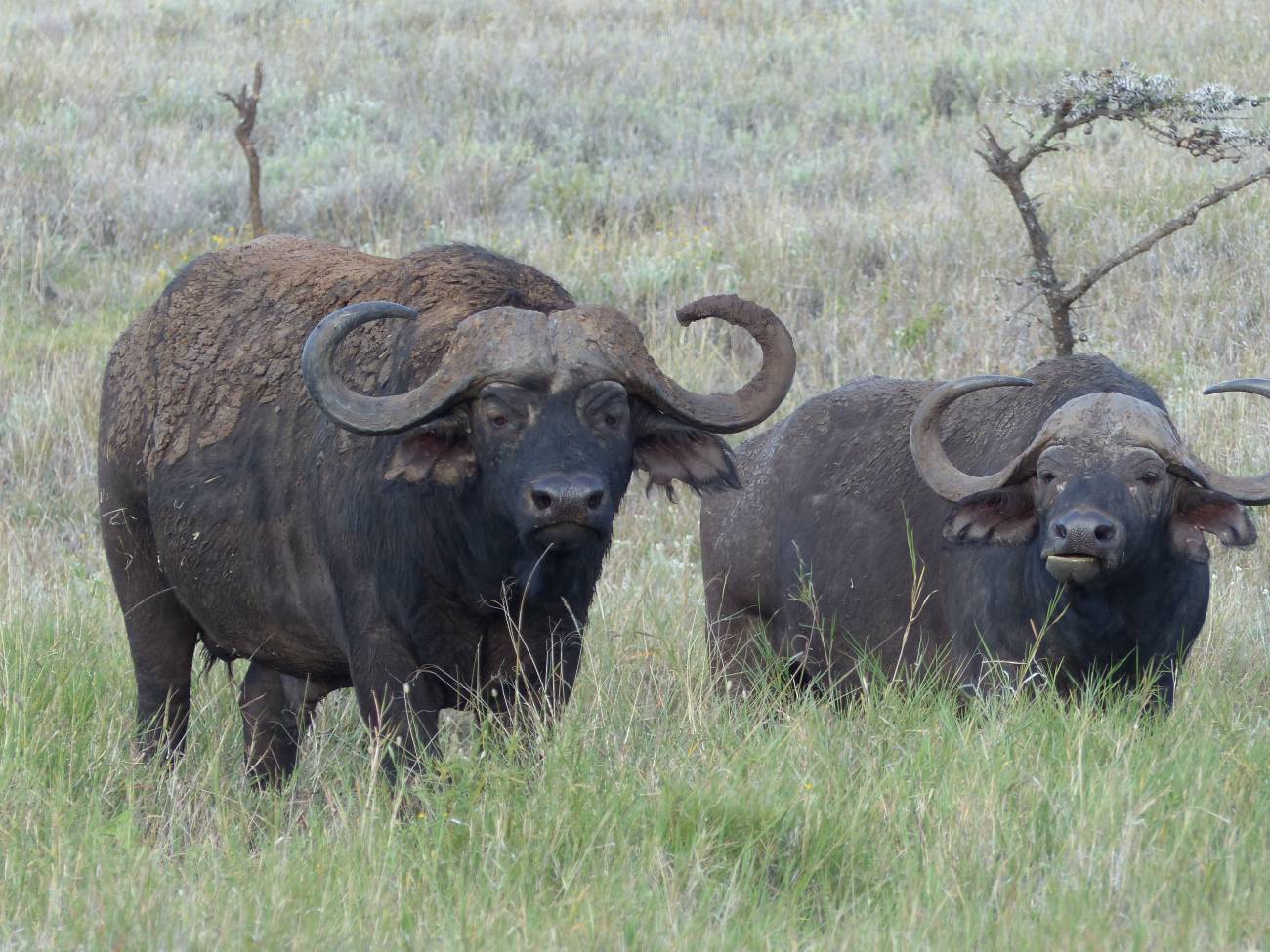 Un bivol african mascul și femela în Kenya.  Este o specie cu dimorfism sexual în mărime tendențios spre mascul.  / Kaia Tombak