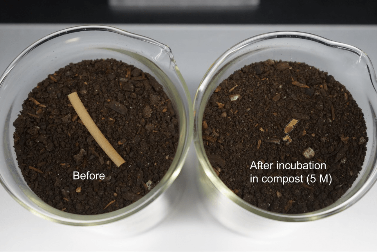 Un plástico biocompuesto se descompone rápidamente en el compost . /Han Sol Kim