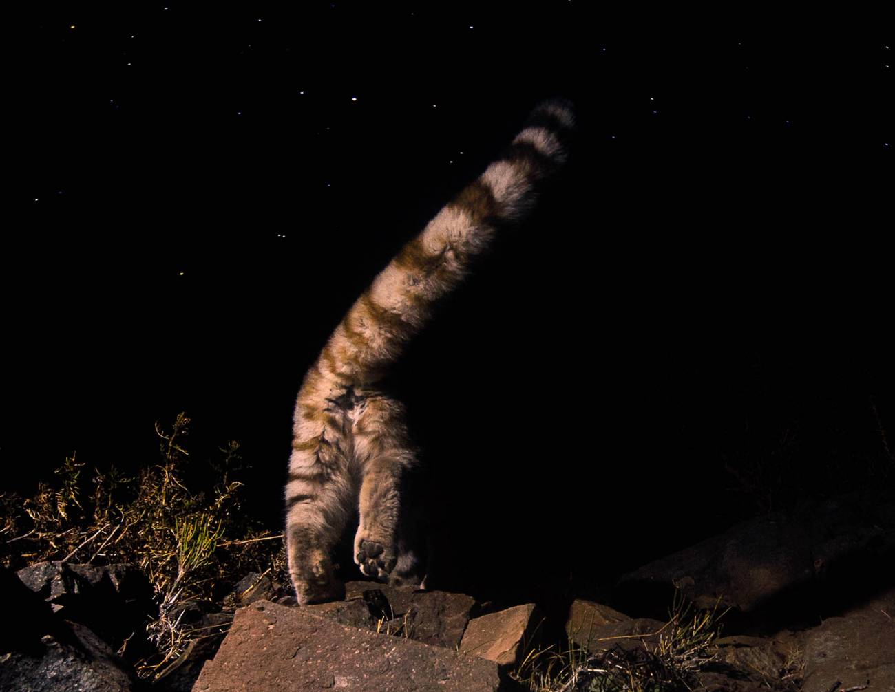 Las principales amenazas para el gato andino son la alteración y pérdida de hábitat provocada por la minería y la caza. / Cristian Sepúlveda, AGA