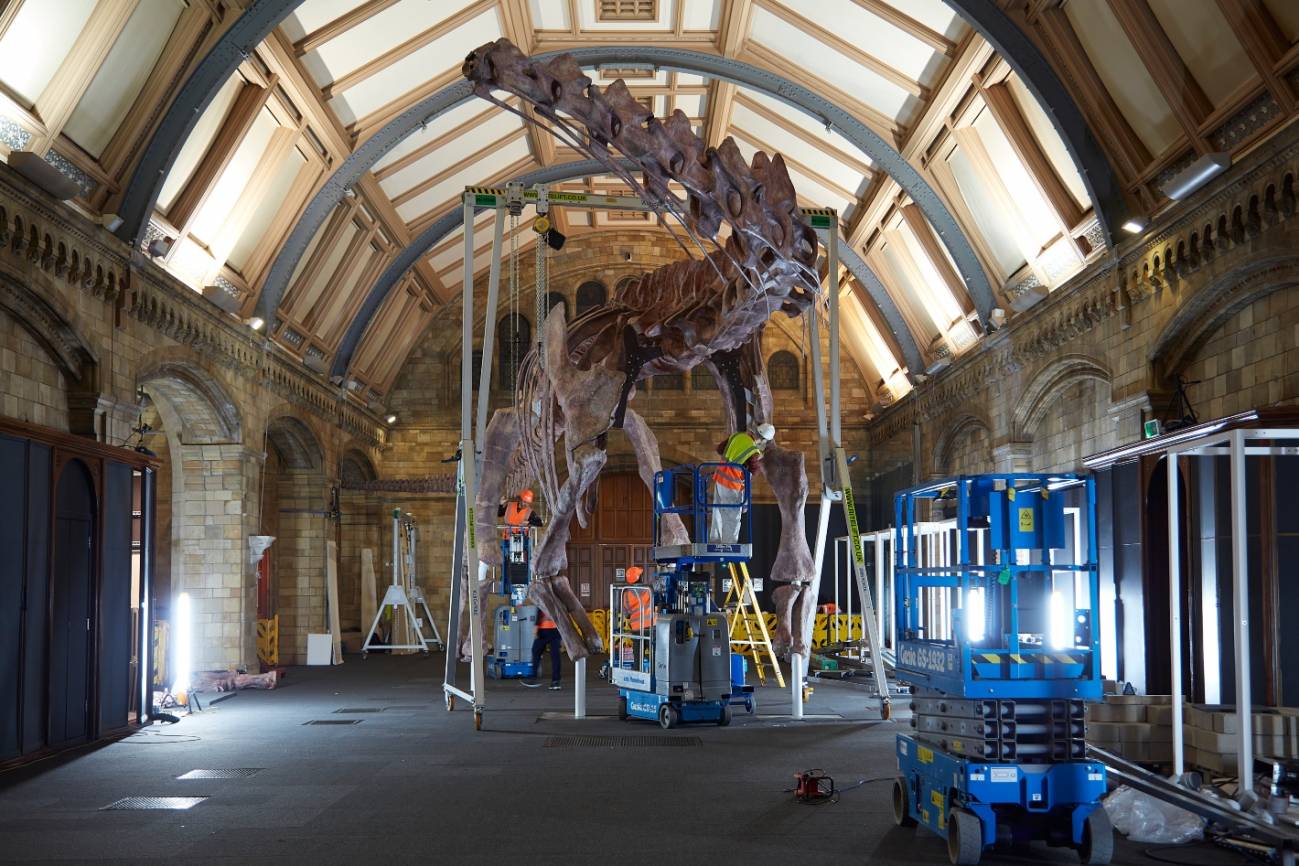 El Museo de Historia Natural de Londres tuvo que reforzar el suelo de su galería para que pudiera soportar el peso de las réplicas.