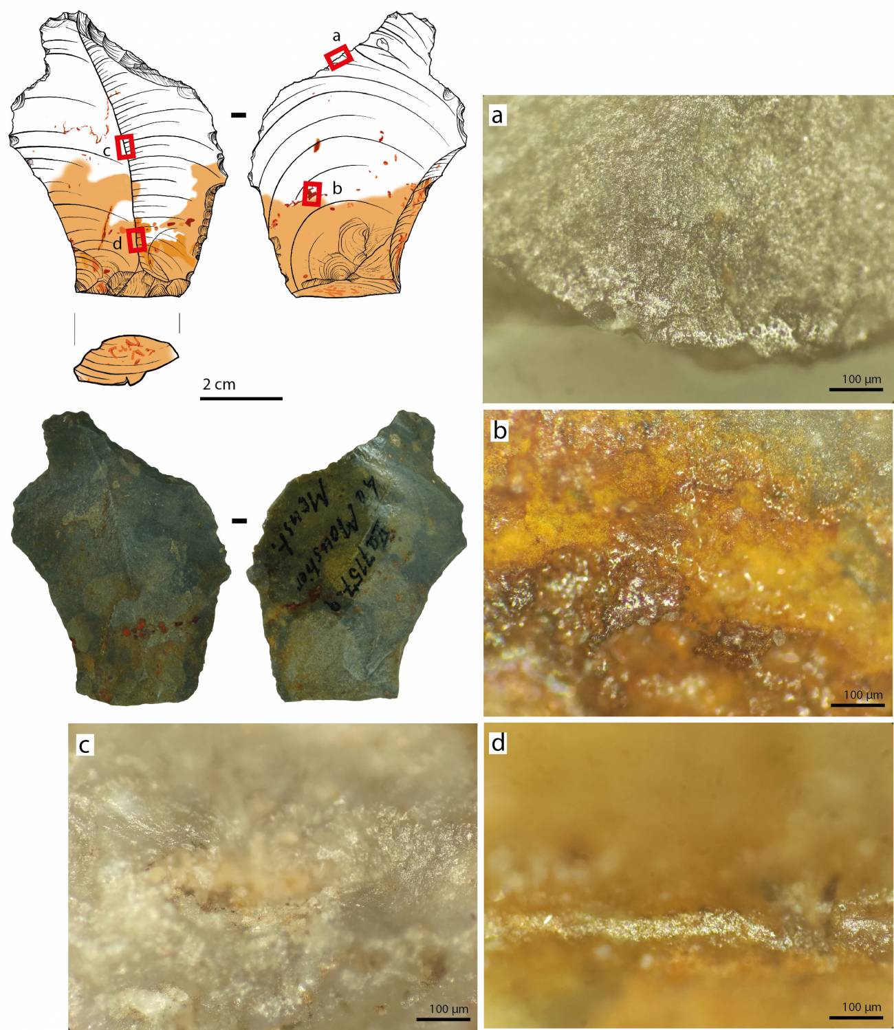 Micrografías que muestran rastros de desgaste en una herramienta utilizada por los neandertales durante el Paleolítico Medio. / Dibujo de D. Greinert, Staatliche Museen zu Berlin