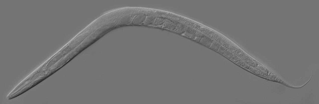 Nematodo 'Caenorhabditis elegans', la especie de gusano utilizada en el estudio.