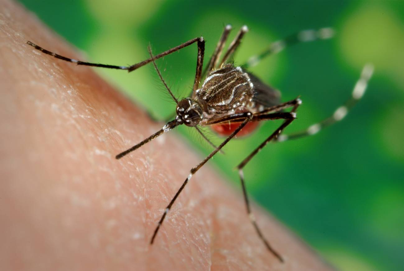Ejemplo de un mosquito rastreado por el nuevo Tablero Global de Observaciones de Mosquitos. / James Gathany (Centros de Control de Enfermedades)