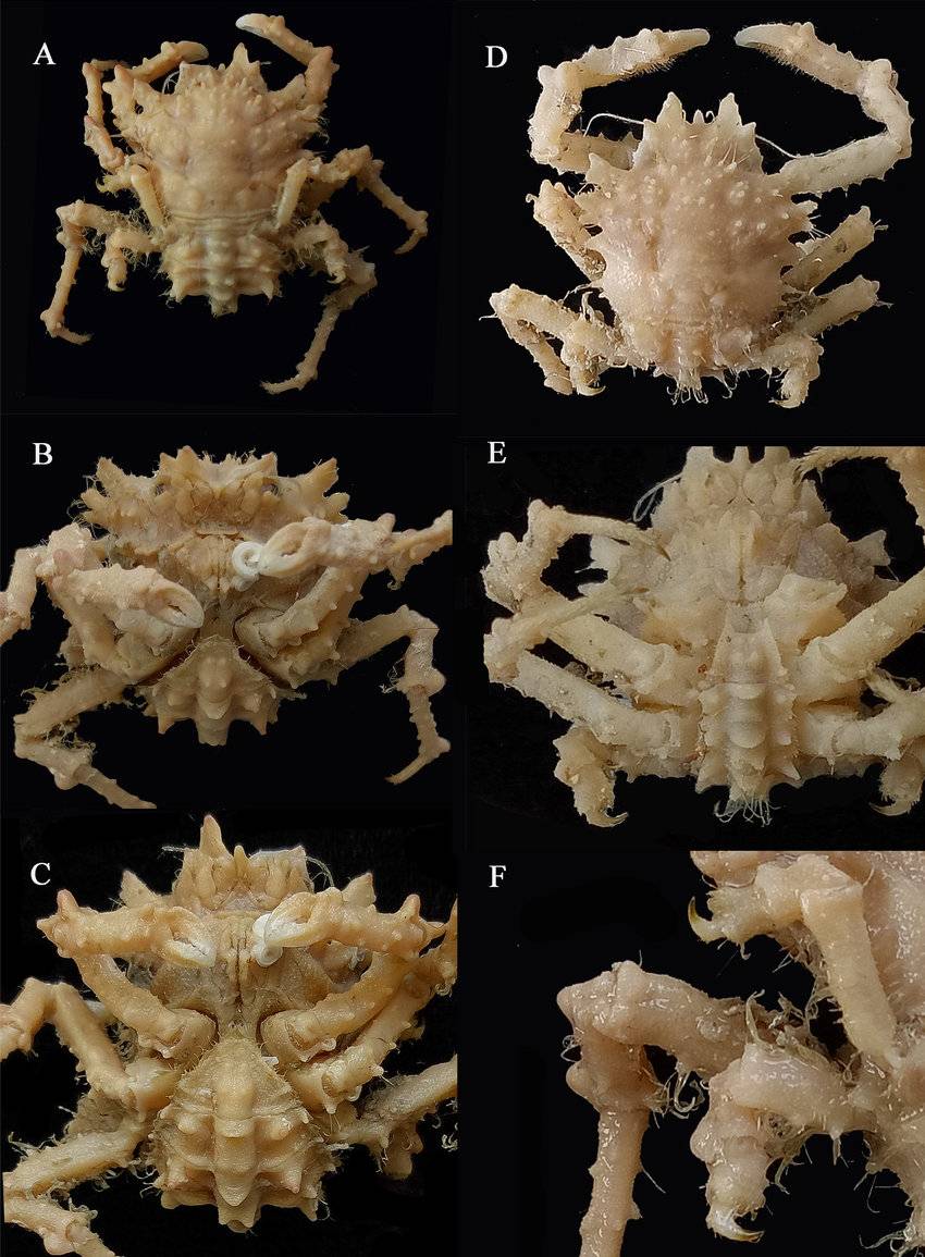 Alainodromia dambimangari, otra de las especies de cangrejos descrita en en el estudio. / WAM