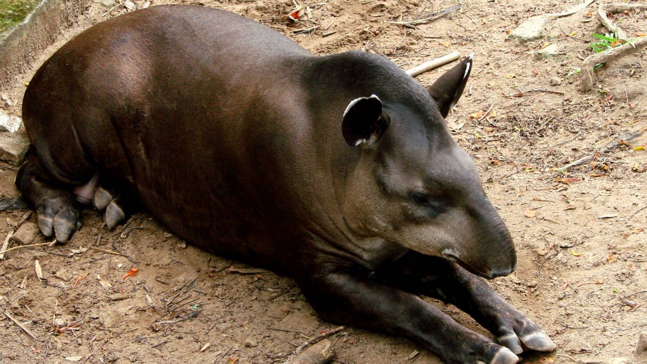 tapir tumbado en el suelo