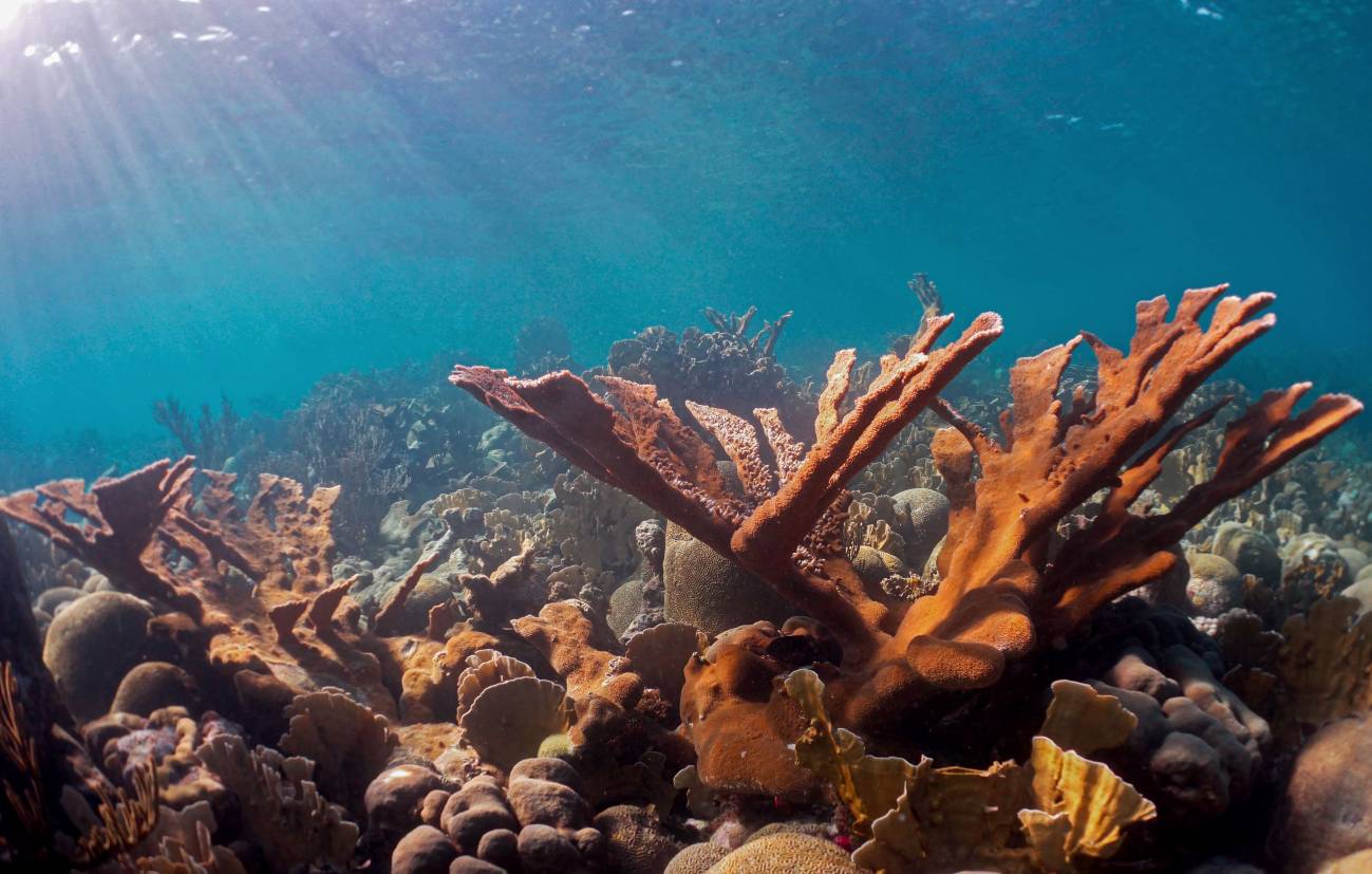 Arrecife de coral caribeño poco profundo, hábitat de esponjas marinas. / Benjamin Mueller