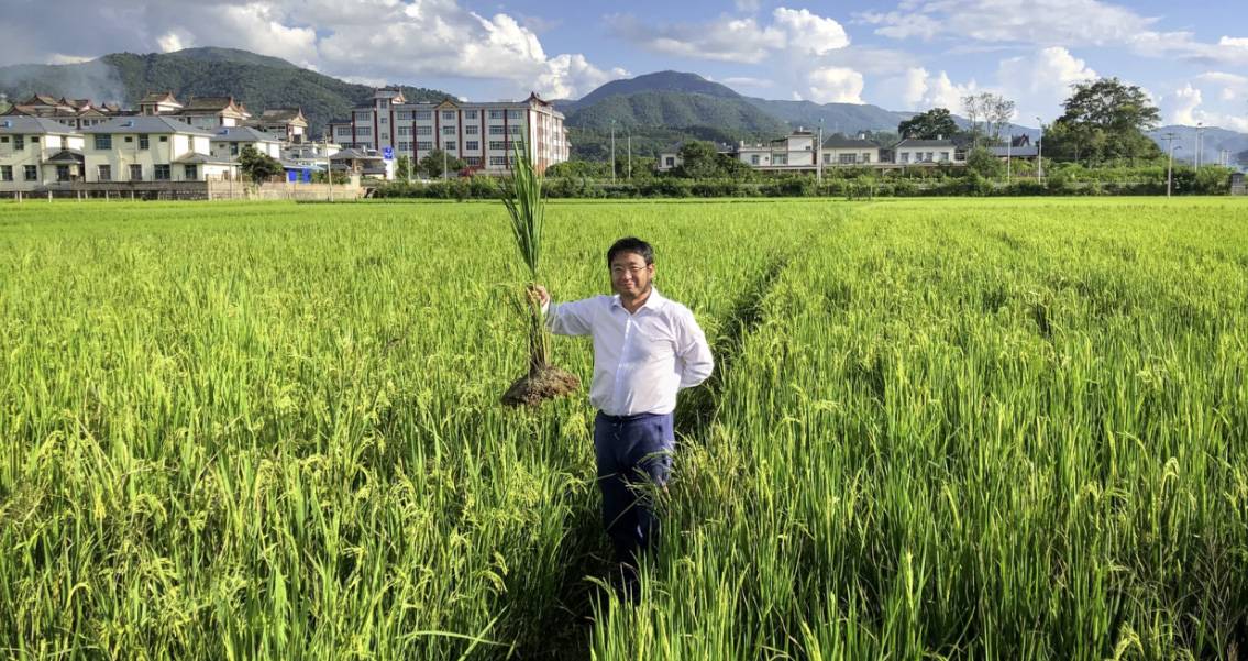 arroz perenne en el top científico de Science en 2022