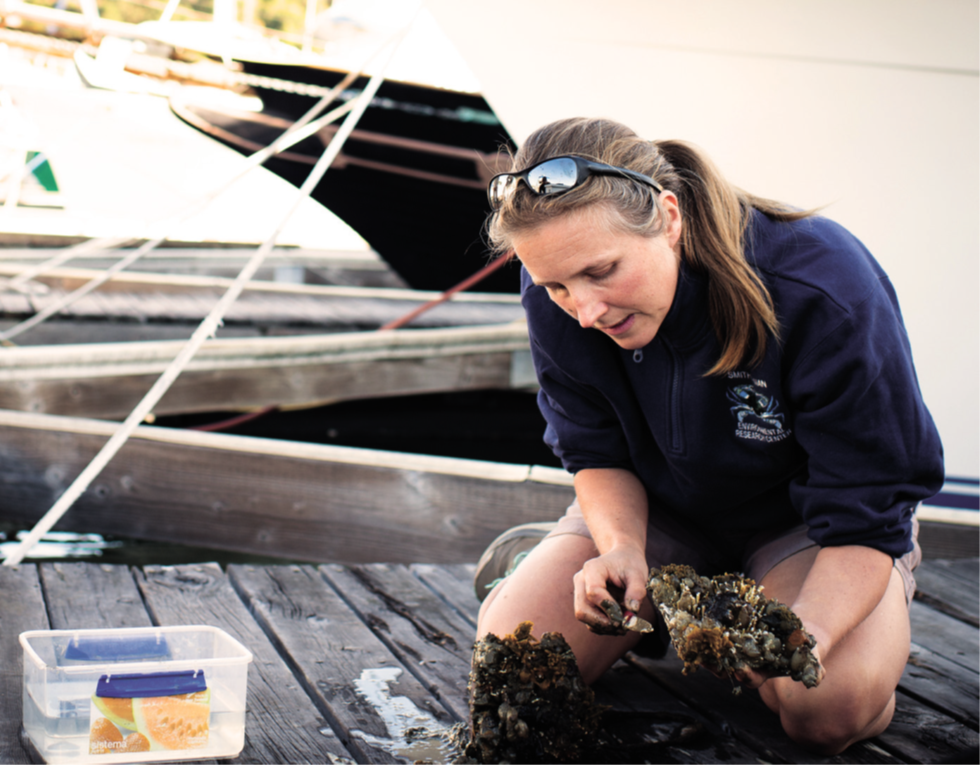 Gail Ashton inspecciona los invertebrados marinos adheridos a un panel que había estado sumergido en San Francisco durante 3 meses. / Smithsonian Institution