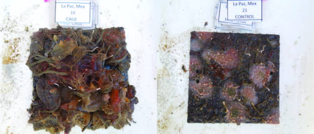 Invertebrados marinos en un panel protegido de los depredadores mediante jaulas durante el experimento de 12 semanas a la izquierda y a la derecha un panel sin proteger. / Zvi Hoffman
