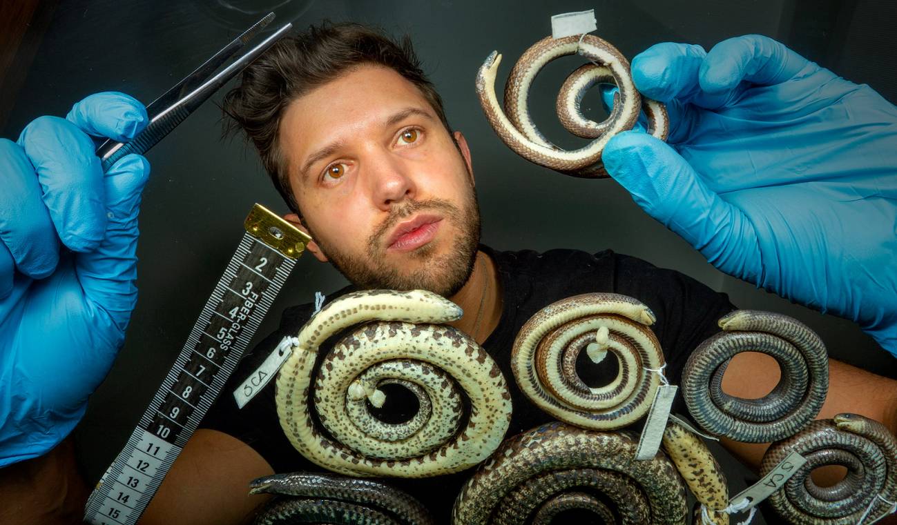 Alejandro Arteaga examina el holotipo del descubrimiento de 'Atractus'. / David Jácome