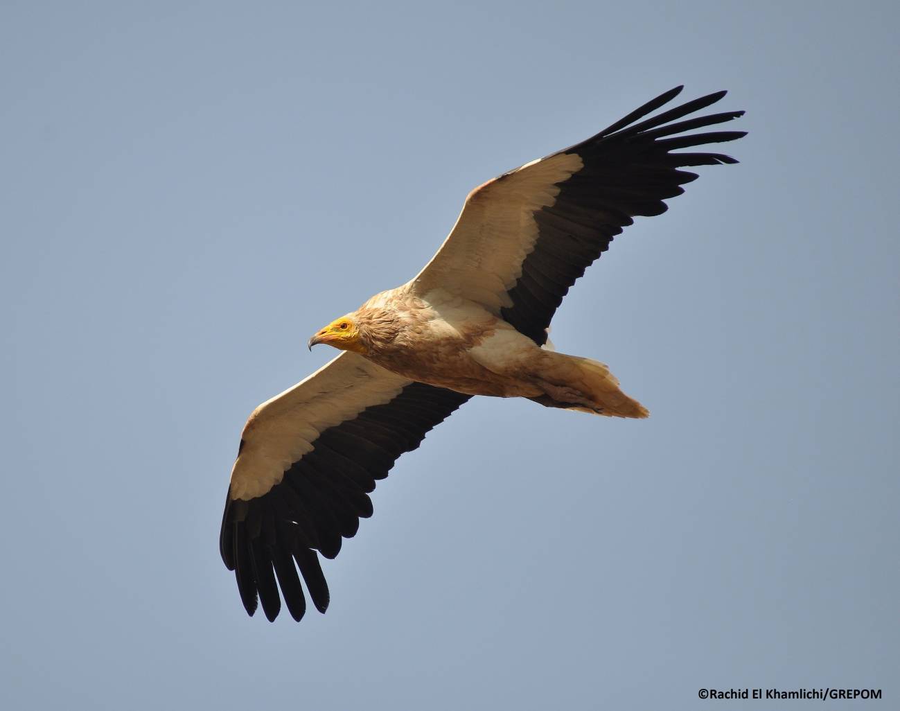 Half of the birds of prey that breed in North Africa are in danger of extinction