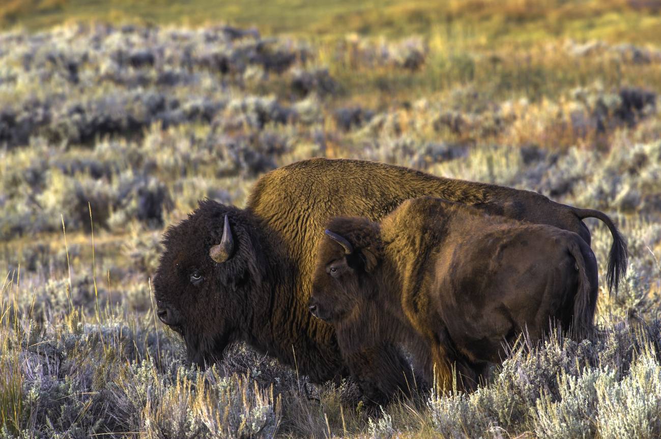 El bisonte americano es uno de los 240 mamíferos de Zoonomia. / Marcos Amend